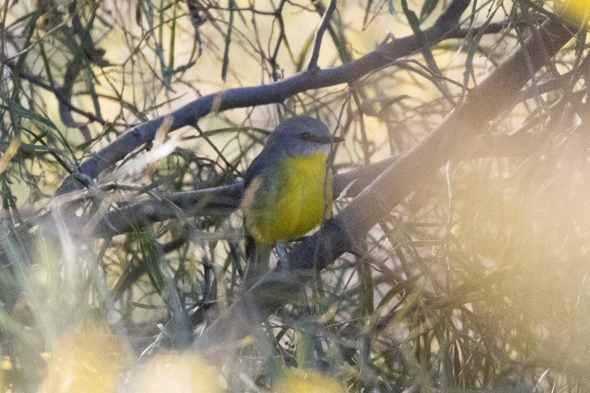 Eastern Yellow Robin - ML640997375
