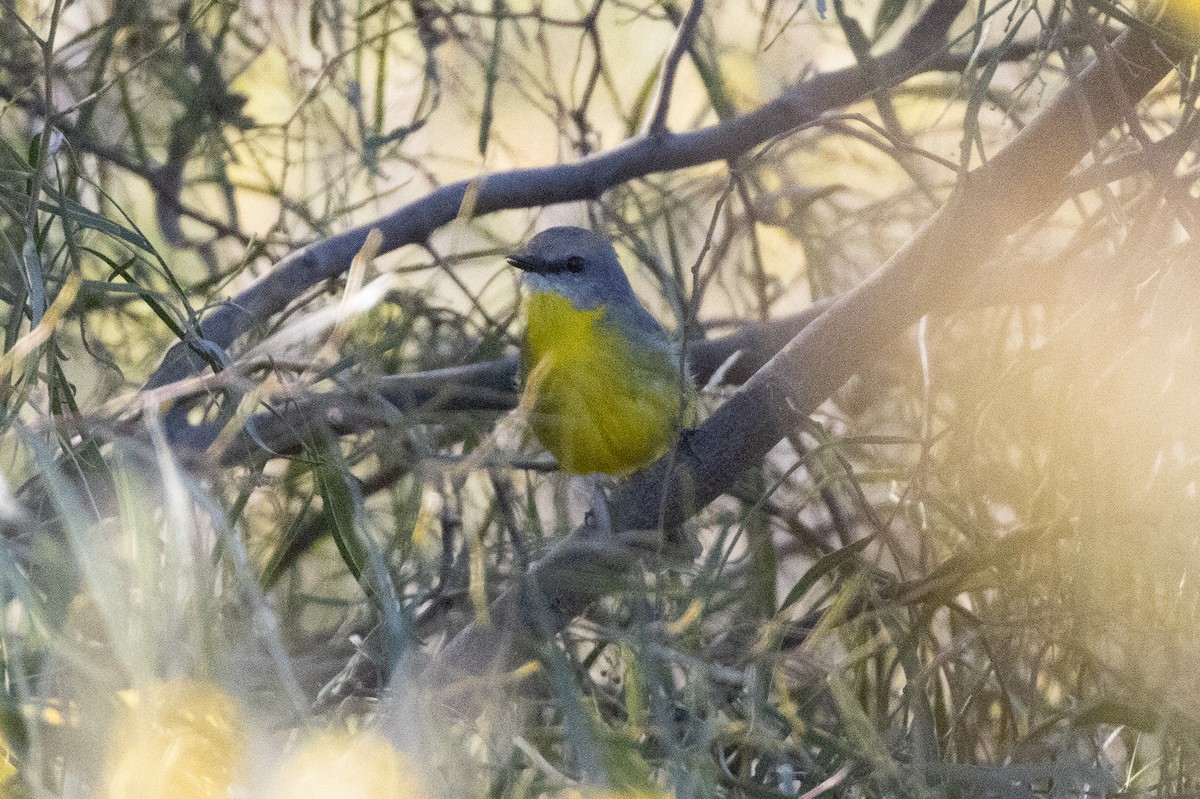 Eastern Yellow Robin - ML640997376