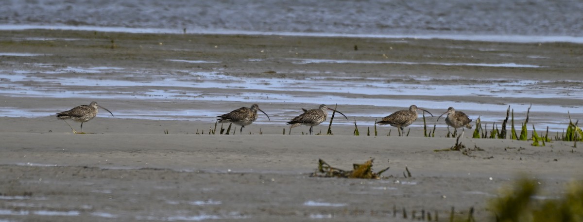 Мадагаскар тутгалжин - ML640997385