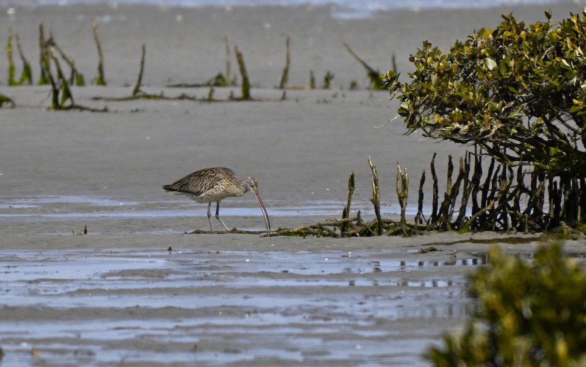 Мадагаскар тутгалжин - ML640997387