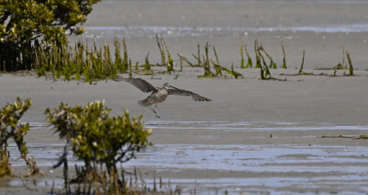 Мадагаскар тутгалжин - ML640997389