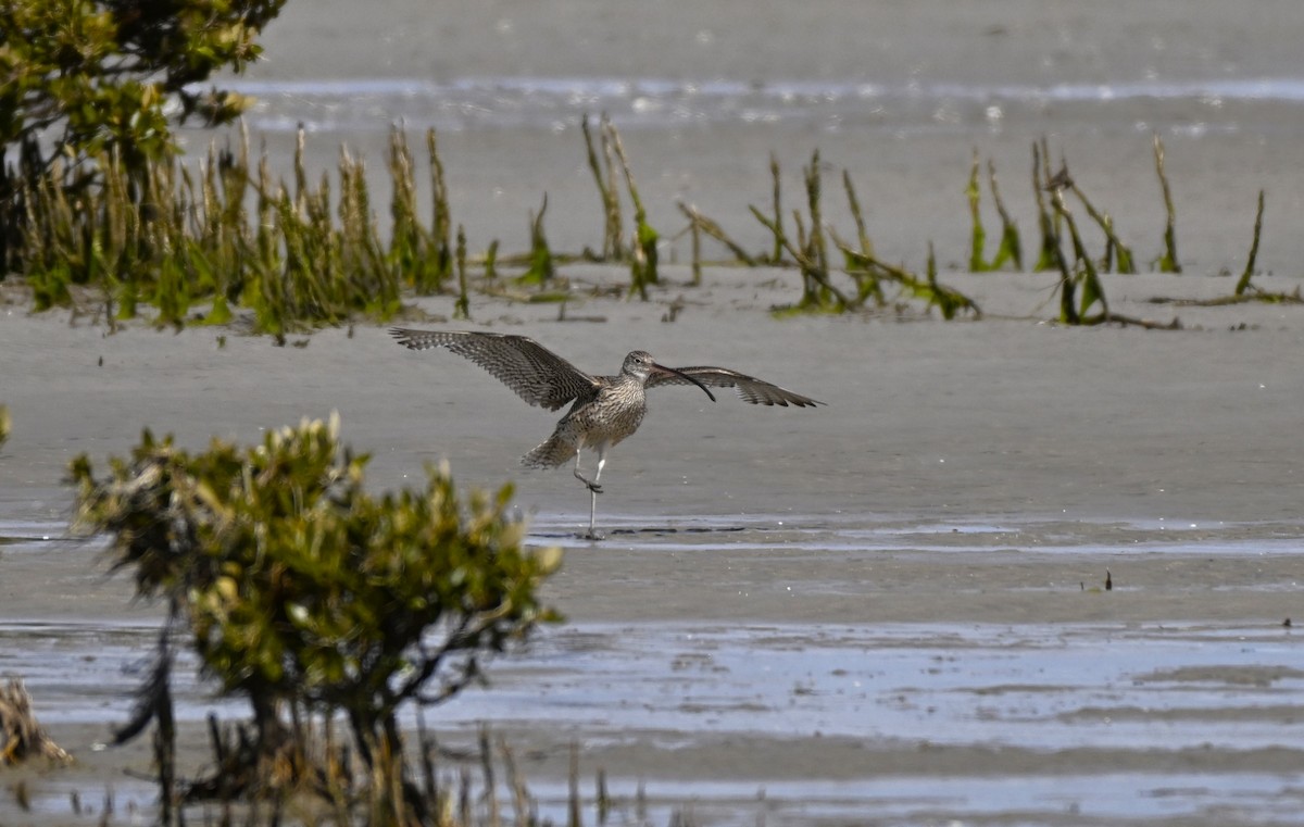 Мадагаскар тутгалжин - ML640997392