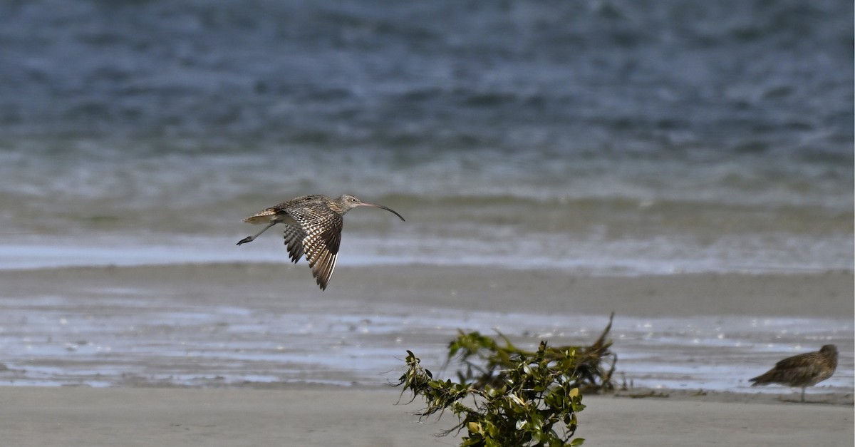 Мадагаскар тутгалжин - ML640997397