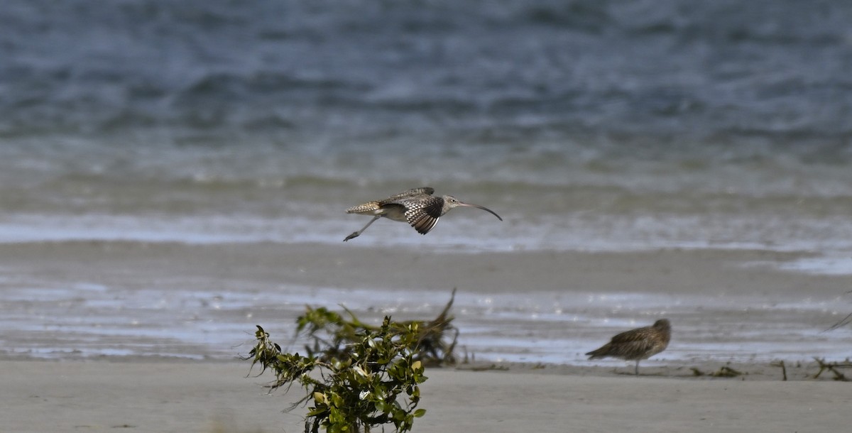 Мадагаскар тутгалжин - ML640997398