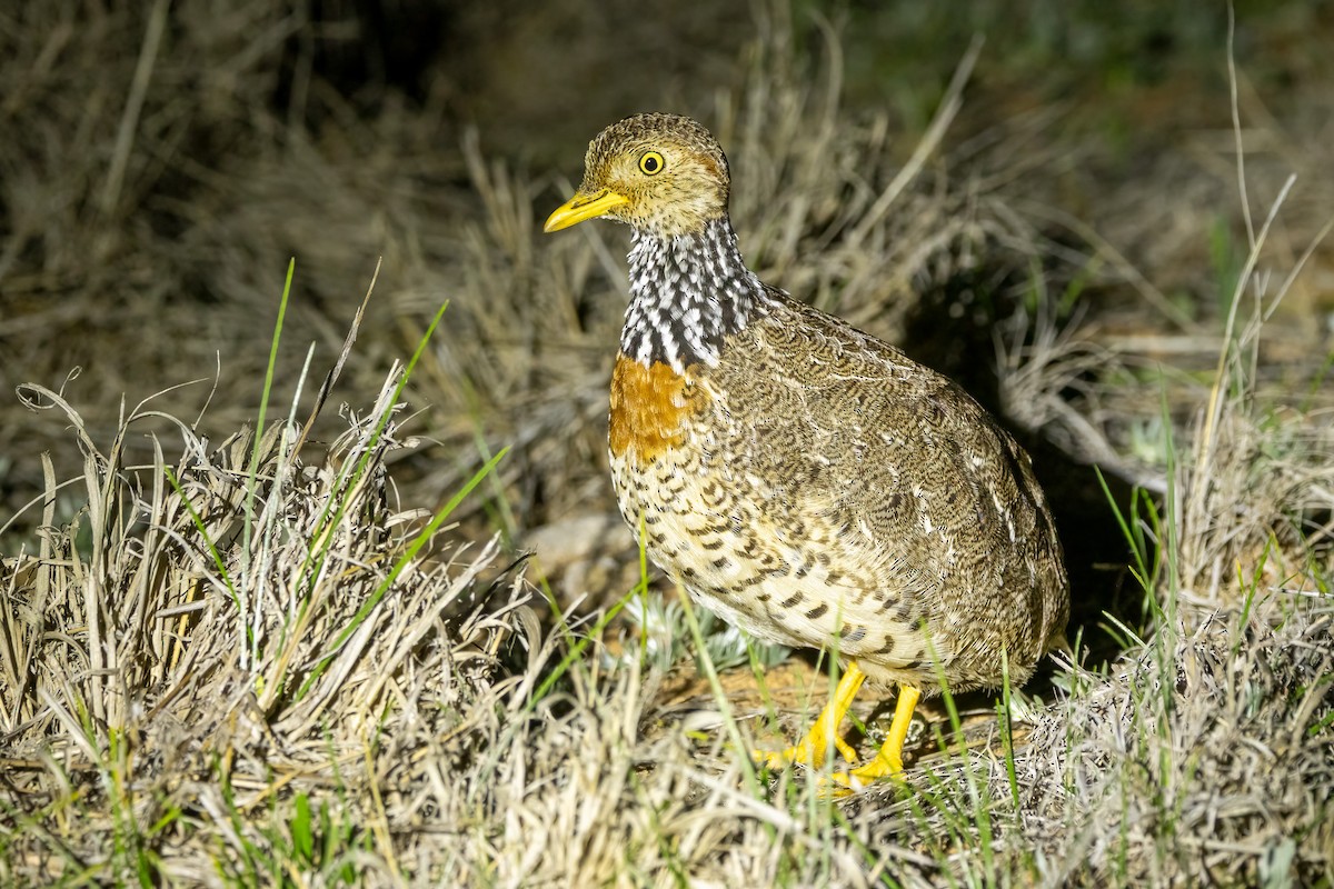 Plains-wanderer - ML640997400