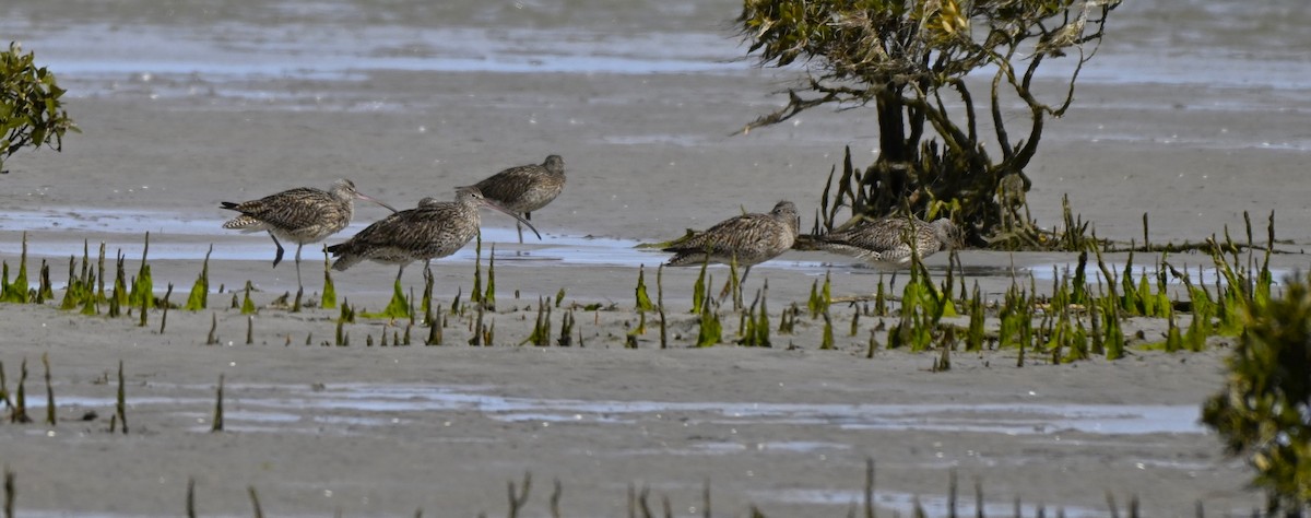Мадагаскар тутгалжин - ML640997401