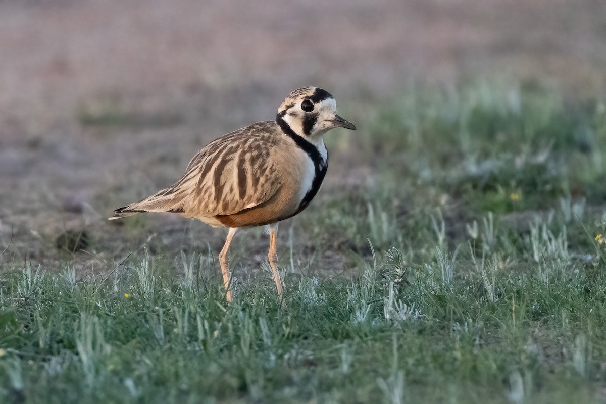 Inland Dotterel - ML640997402