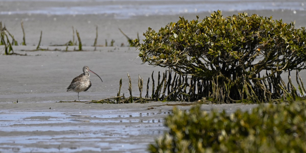 Мадагаскар тутгалжин - ML640997404