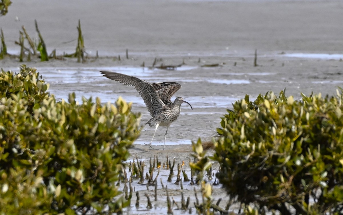 Мадагаскар тутгалжин - ML640997406