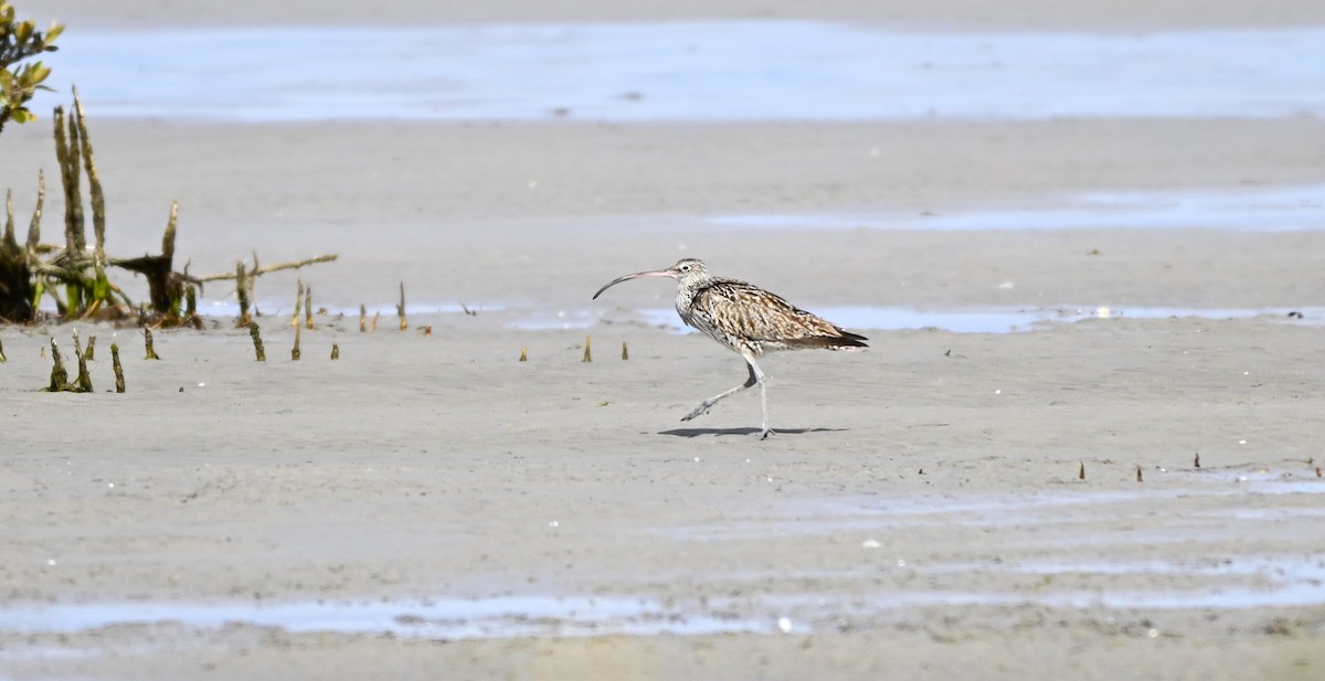 Мадагаскар тутгалжин - ML640997408