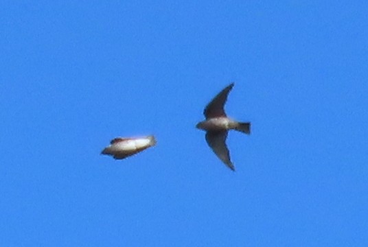 Mascarene Martin - ML640997415