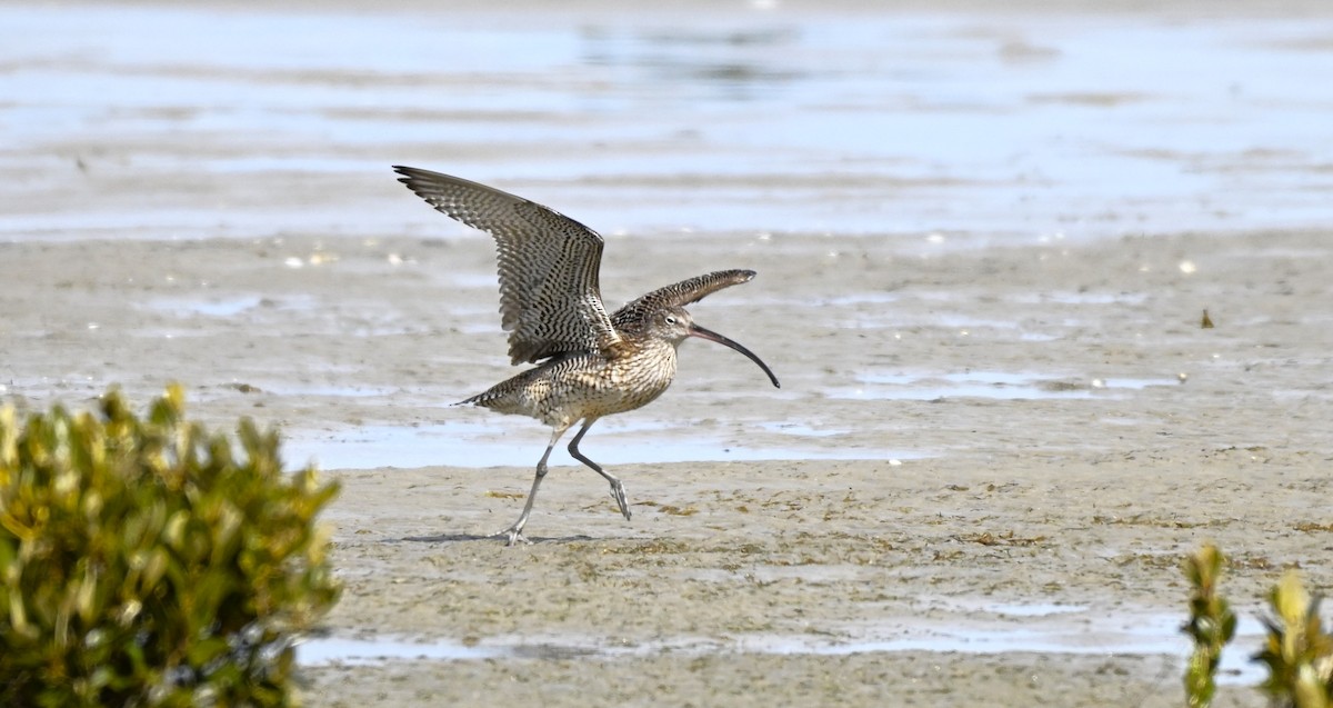 Мадагаскар тутгалжин - ML640997416