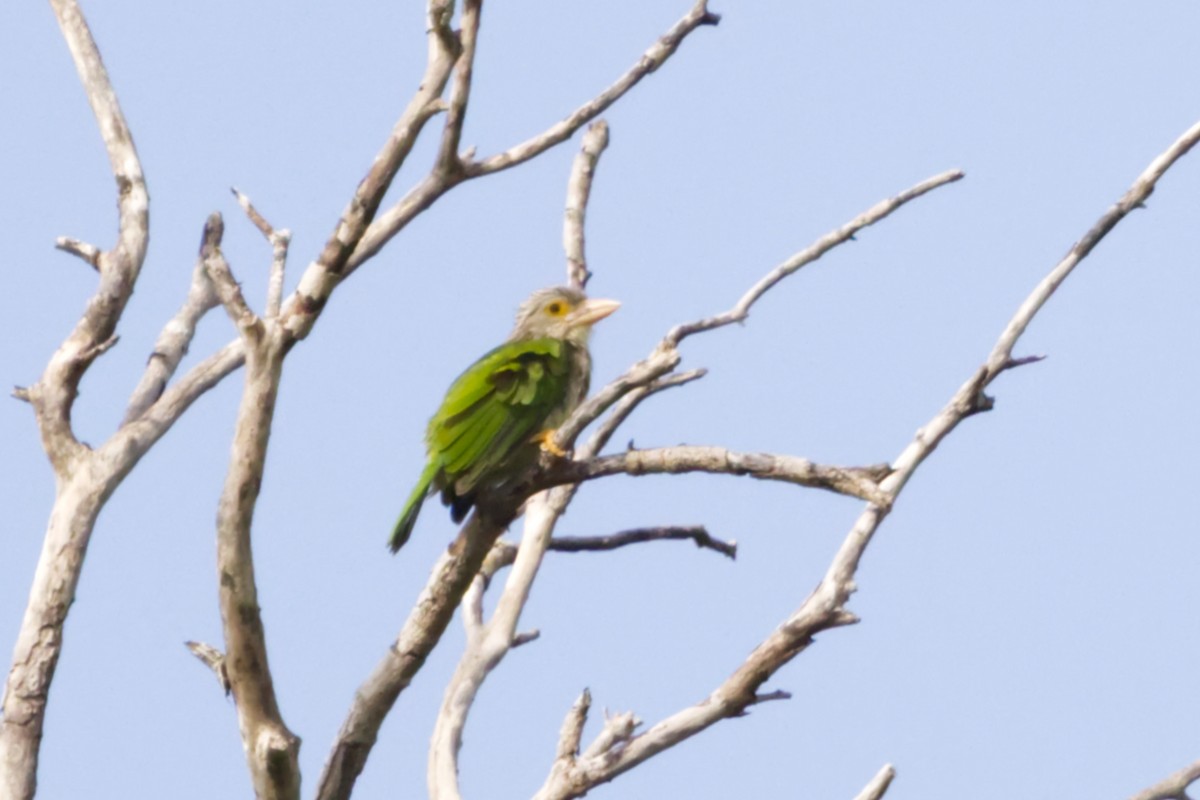 Lineated Barbet - ML640997417
