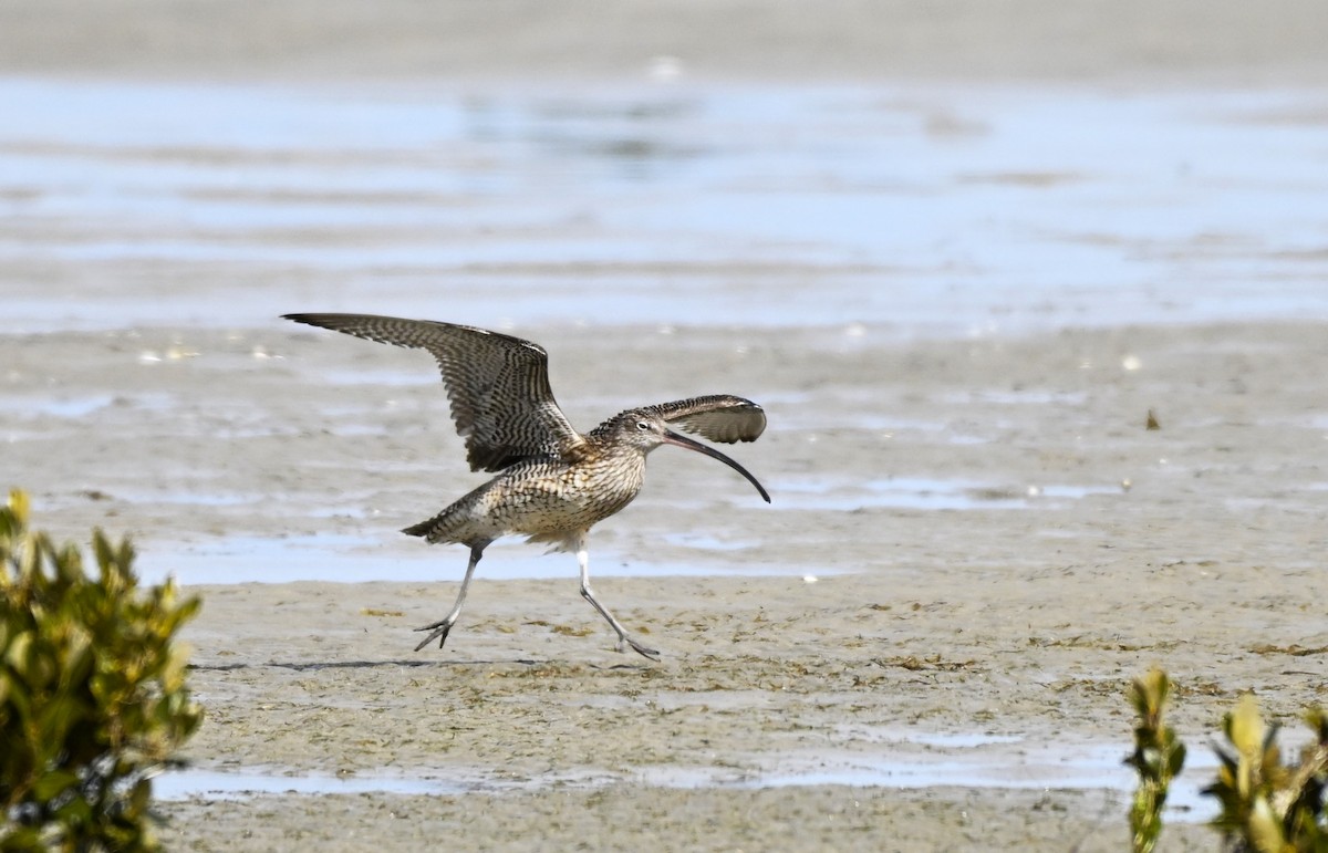 Мадагаскар тутгалжин - ML640997418