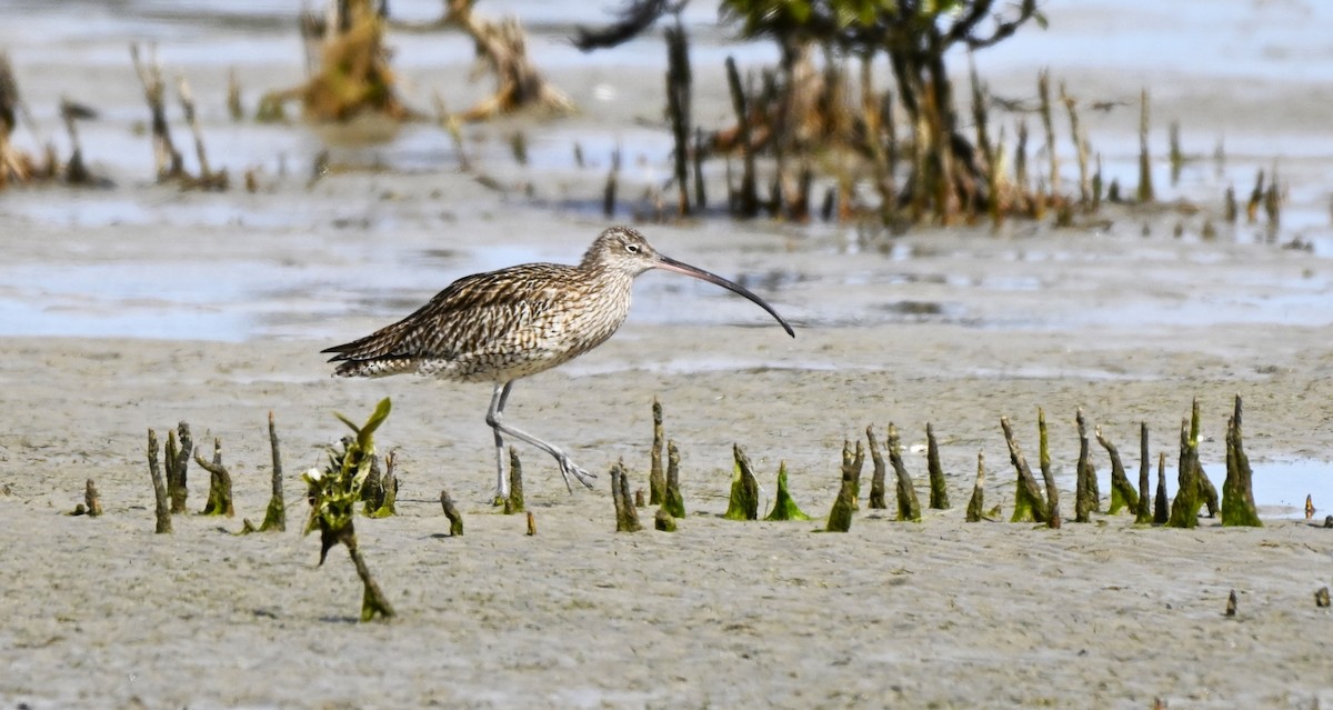 Мадагаскар тутгалжин - ML640997420