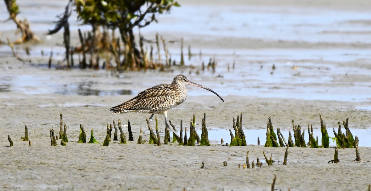 Мадагаскар тутгалжин - ML640997421