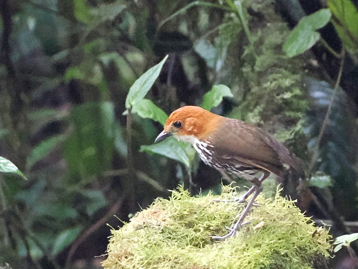 brunhodemaurpitta - ML640997422