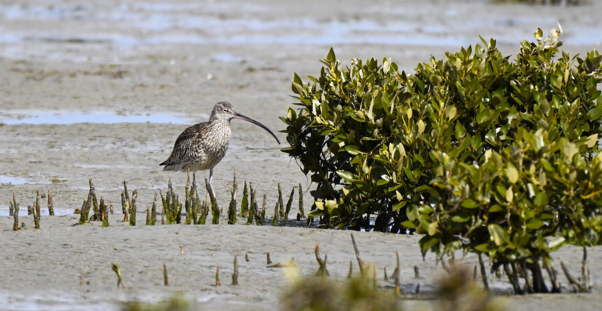 Мадагаскар тутгалжин - ML640997423