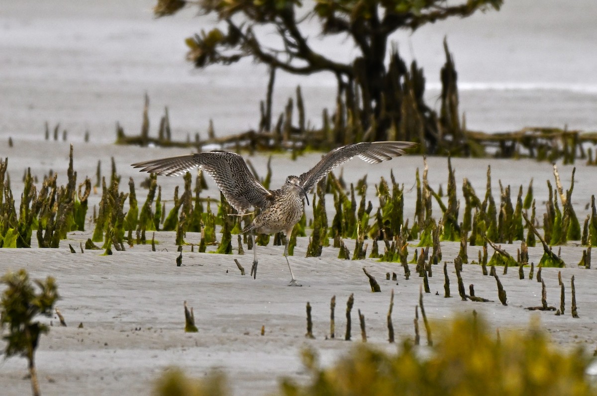 Мадагаскар тутгалжин - ML640997424