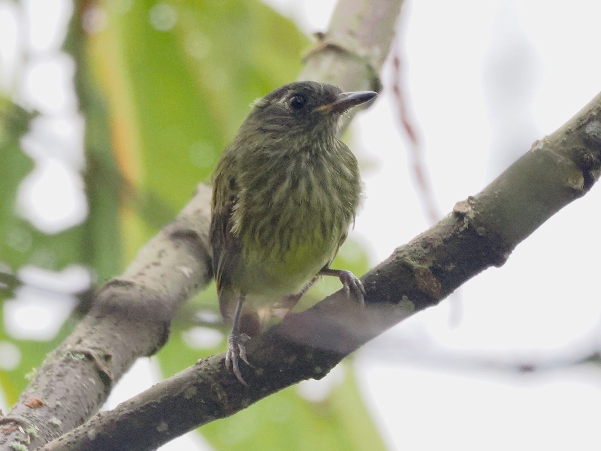Streak-necked Flycatcher - ML640997430