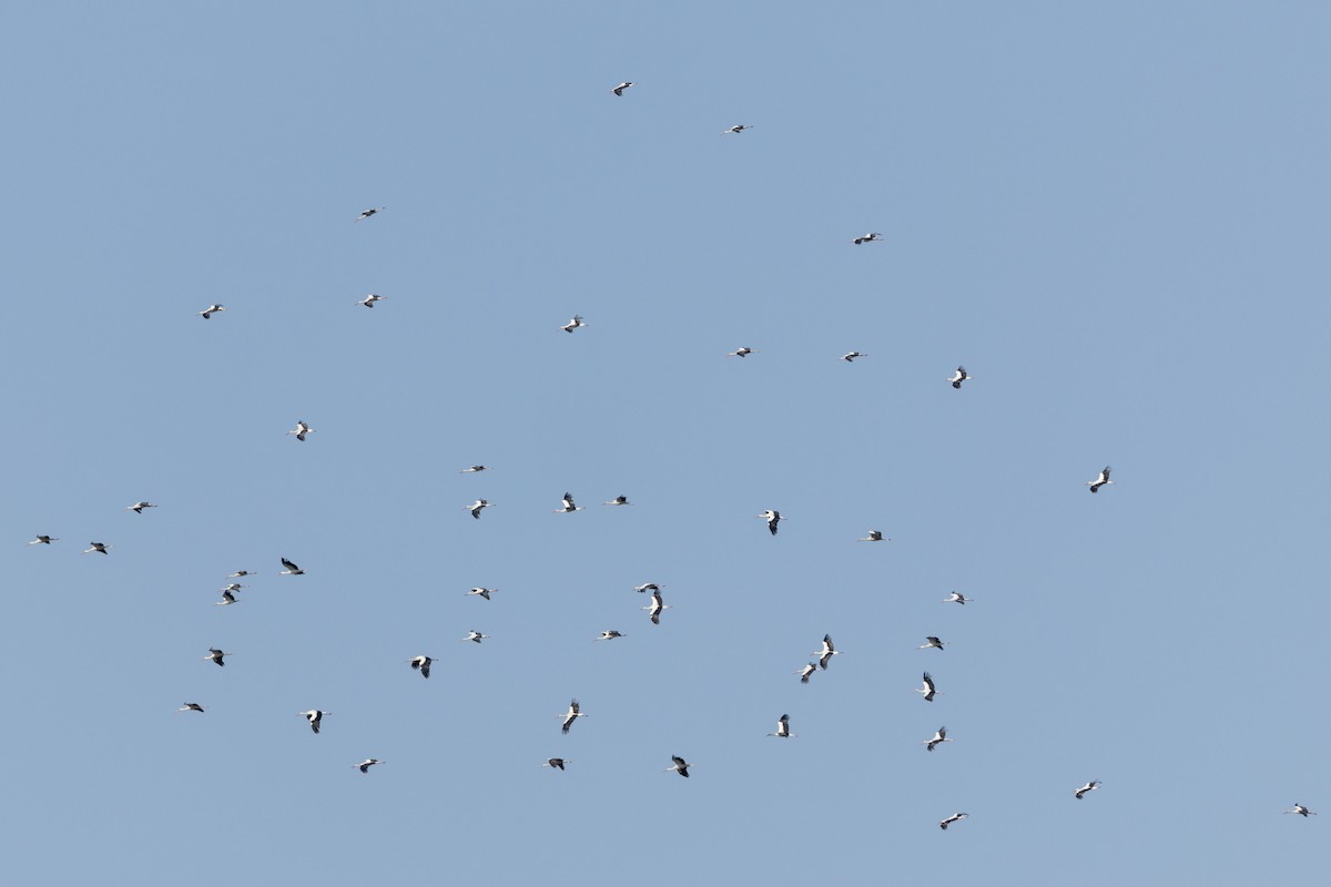 White Stork - ML640997432