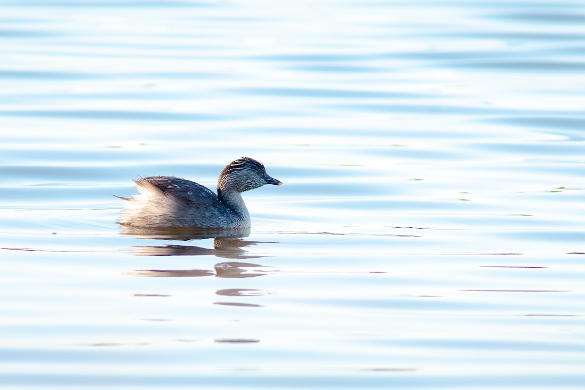 Hoary-headed Grebe - ML640997449