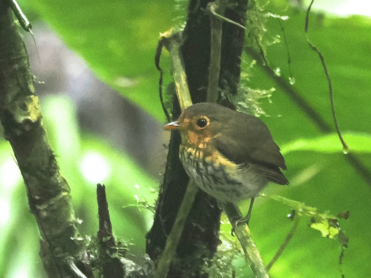 okerbrystmaurpitta - ML640997454