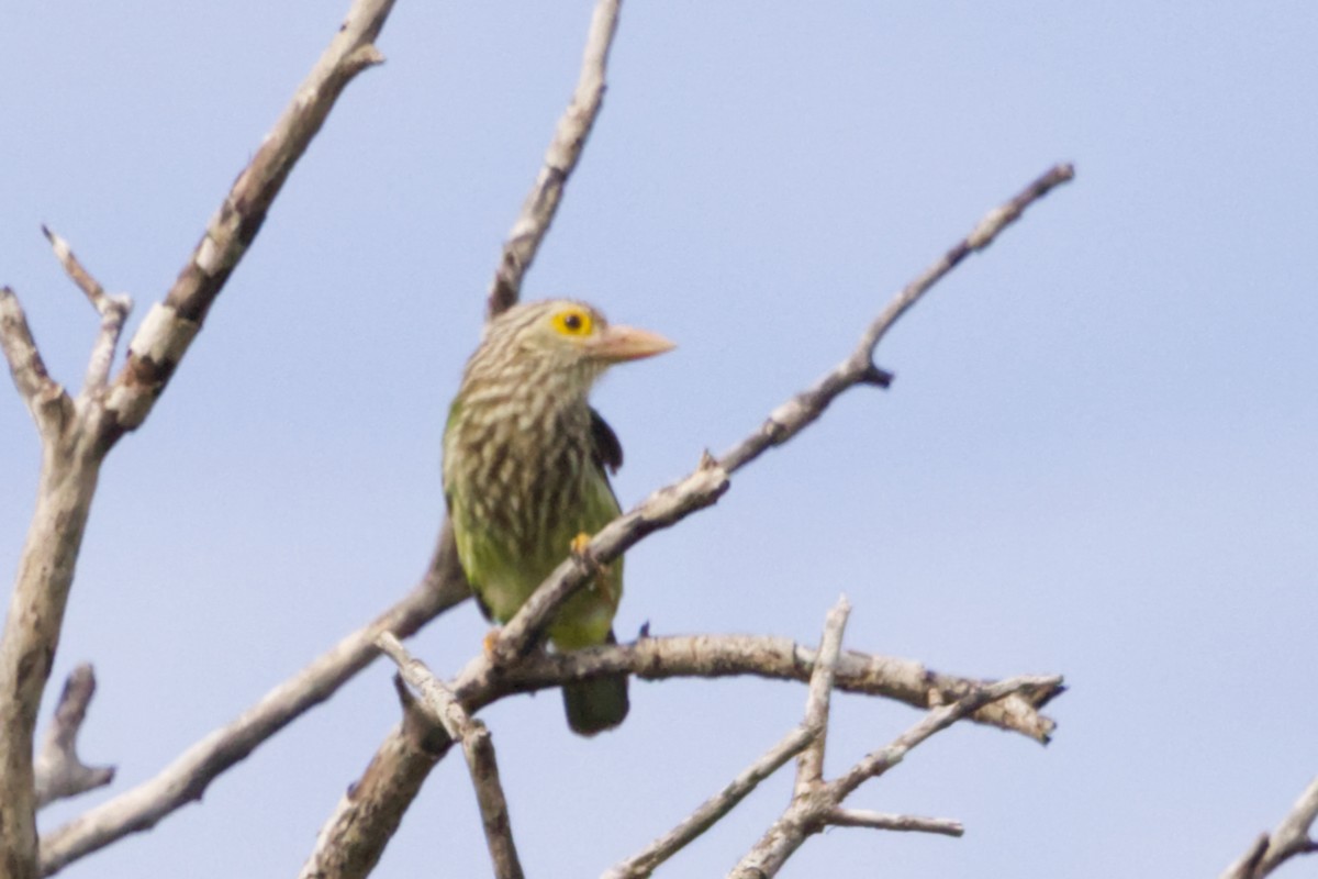 Lineated Barbet - ML640997463