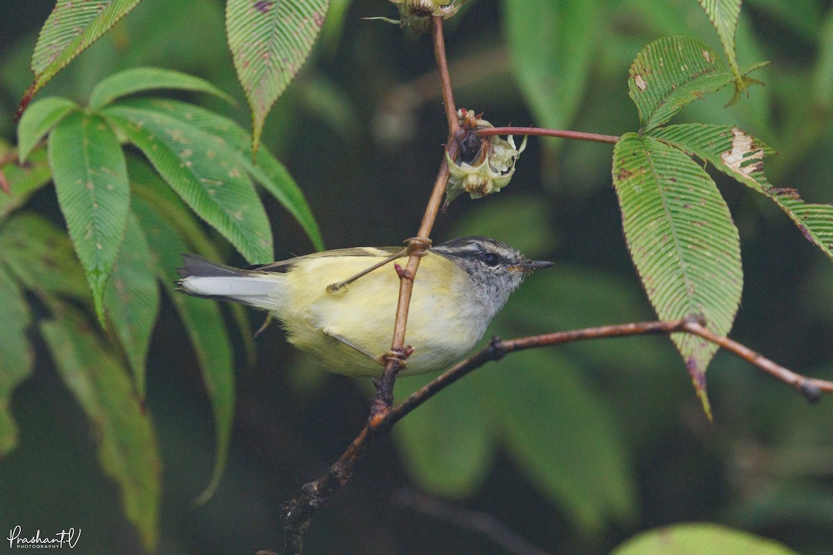 Ashy-throated Warbler - ML640997469