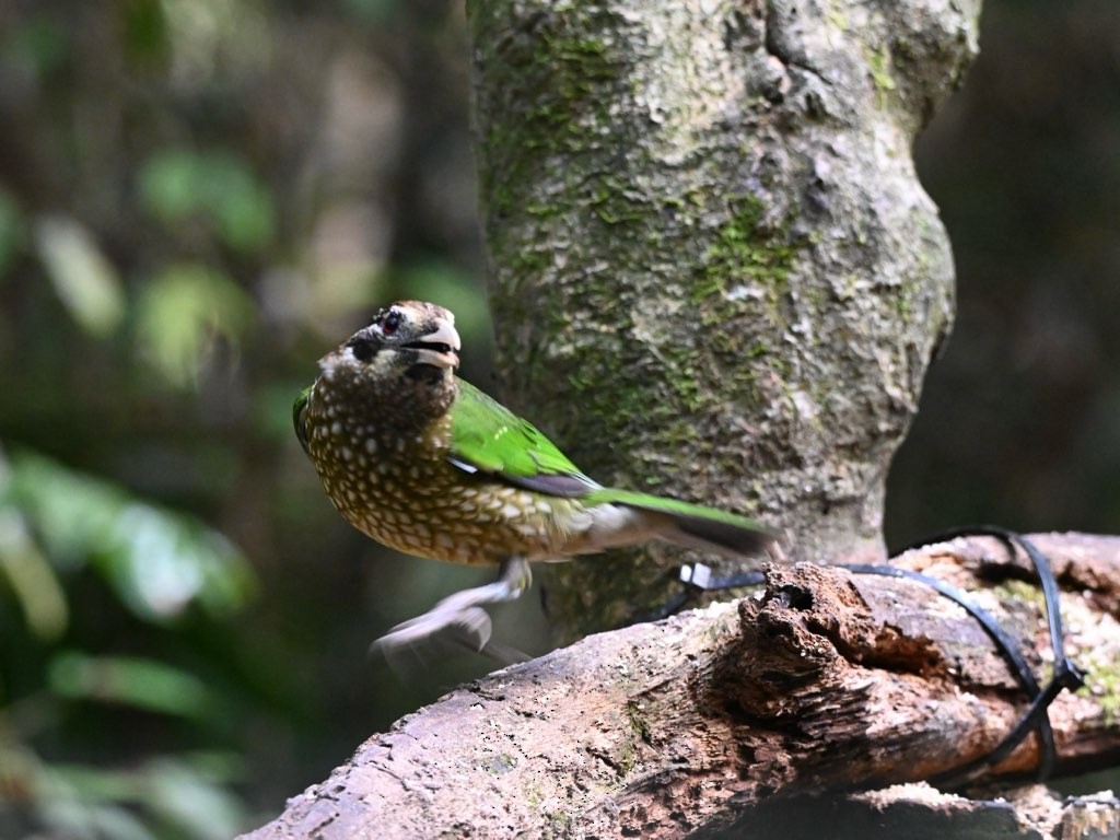 Spotted Catbird - ML640997477
