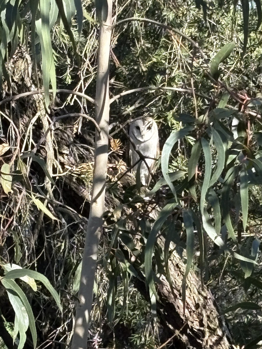 Eastern Barn Owl - ML640997503