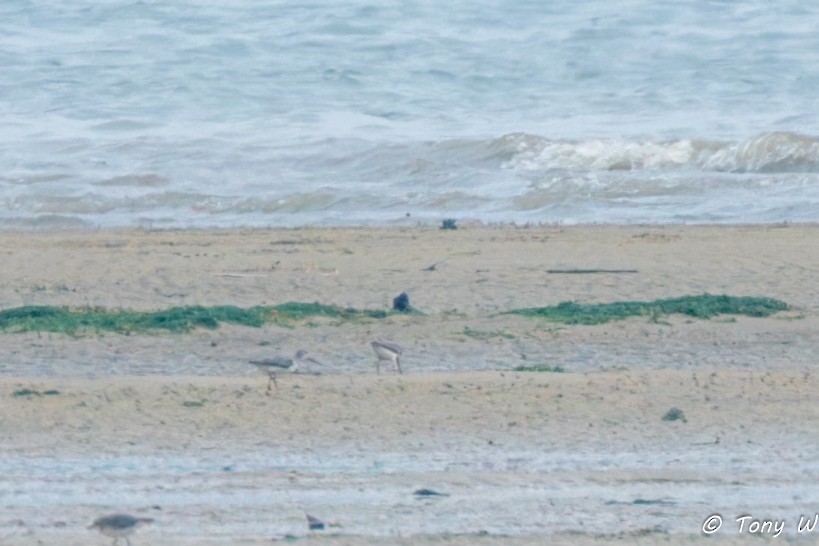 Terek Sandpiper - ML640997516