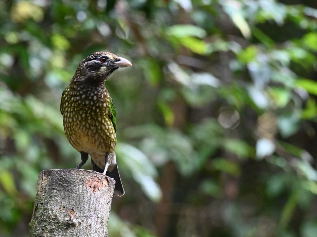 Spotted Catbird - ML640997519