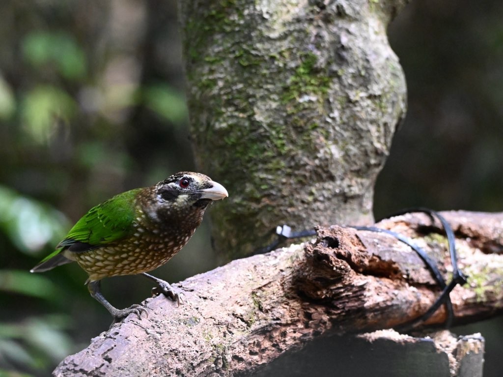 Spotted Catbird - ML640997520