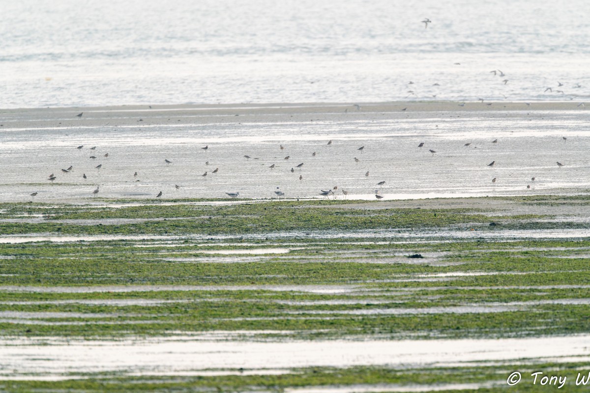 Tibetan Sand-Plover - ML640997528