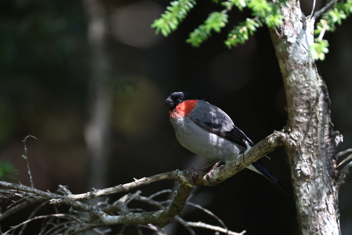 Eurasian Bullfinch - ML640997529