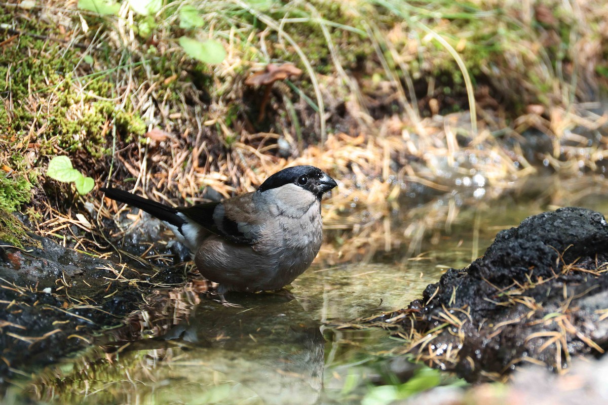 Eurasian Bullfinch - ML640997535