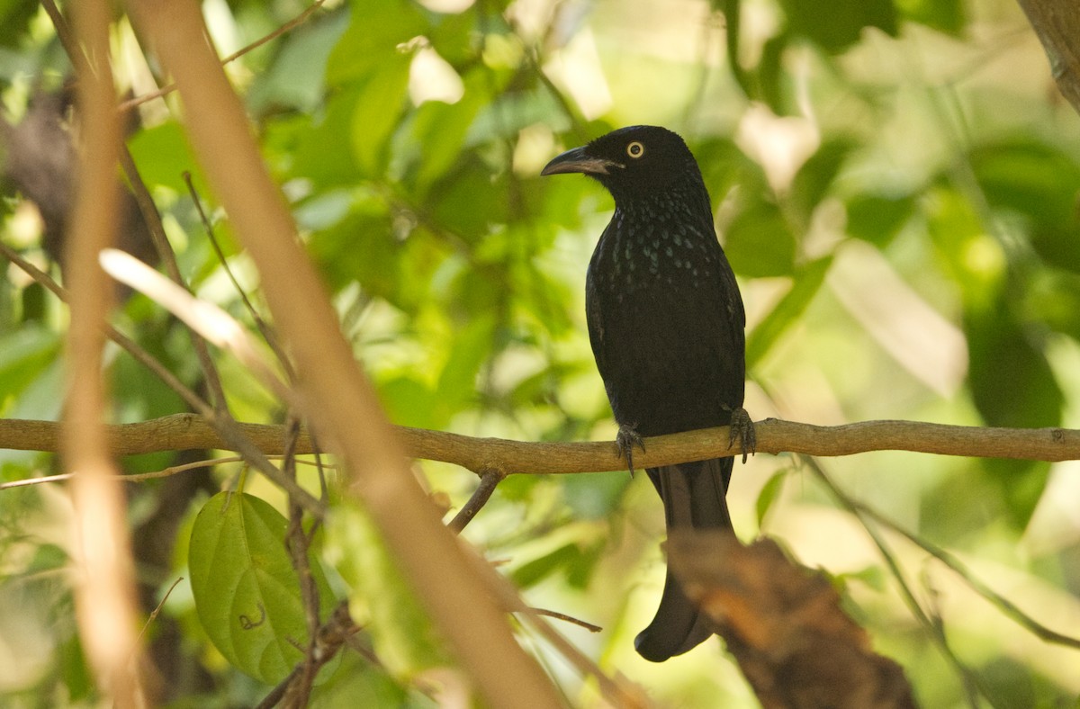 Hair-crested Drongo (Javan) - ML640997547