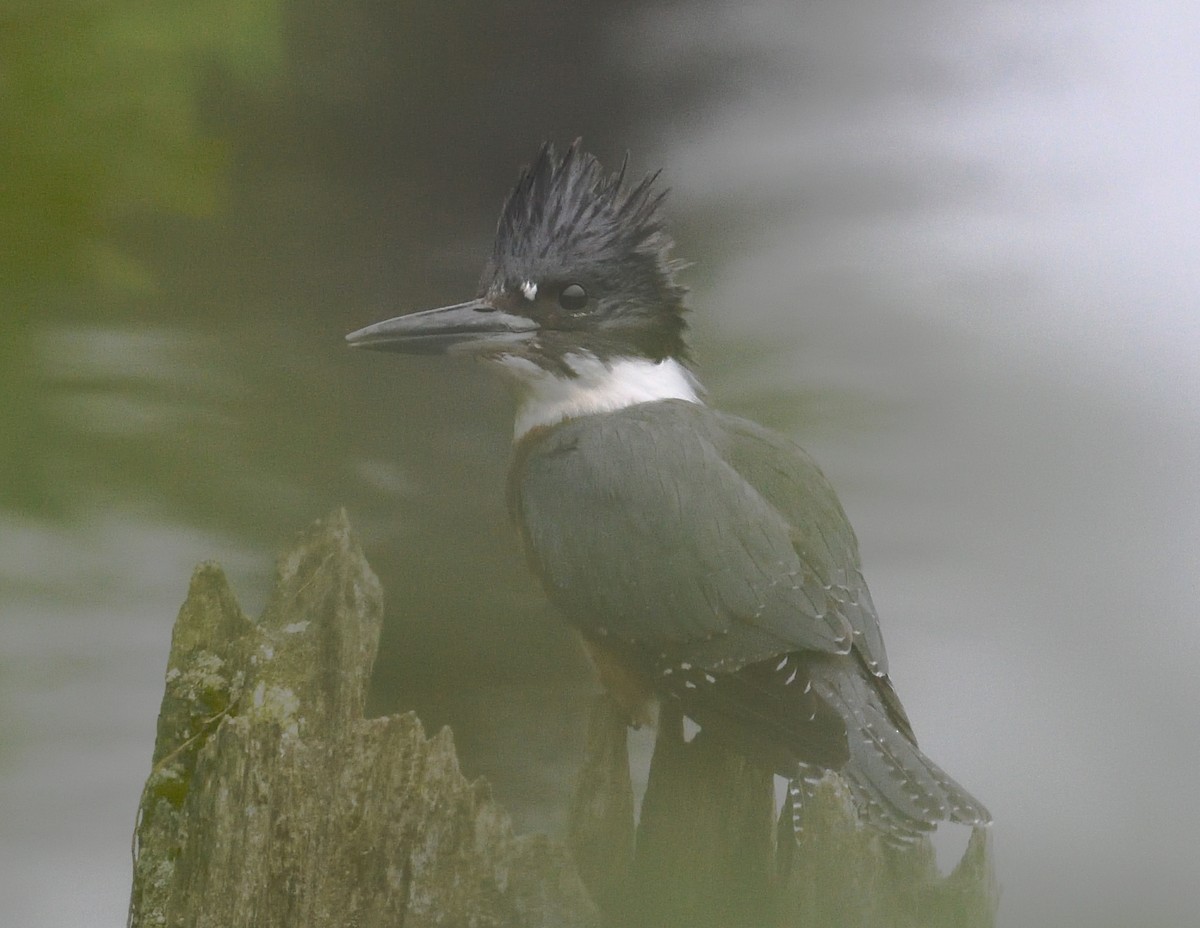 Belted Kingfisher - ML640997587