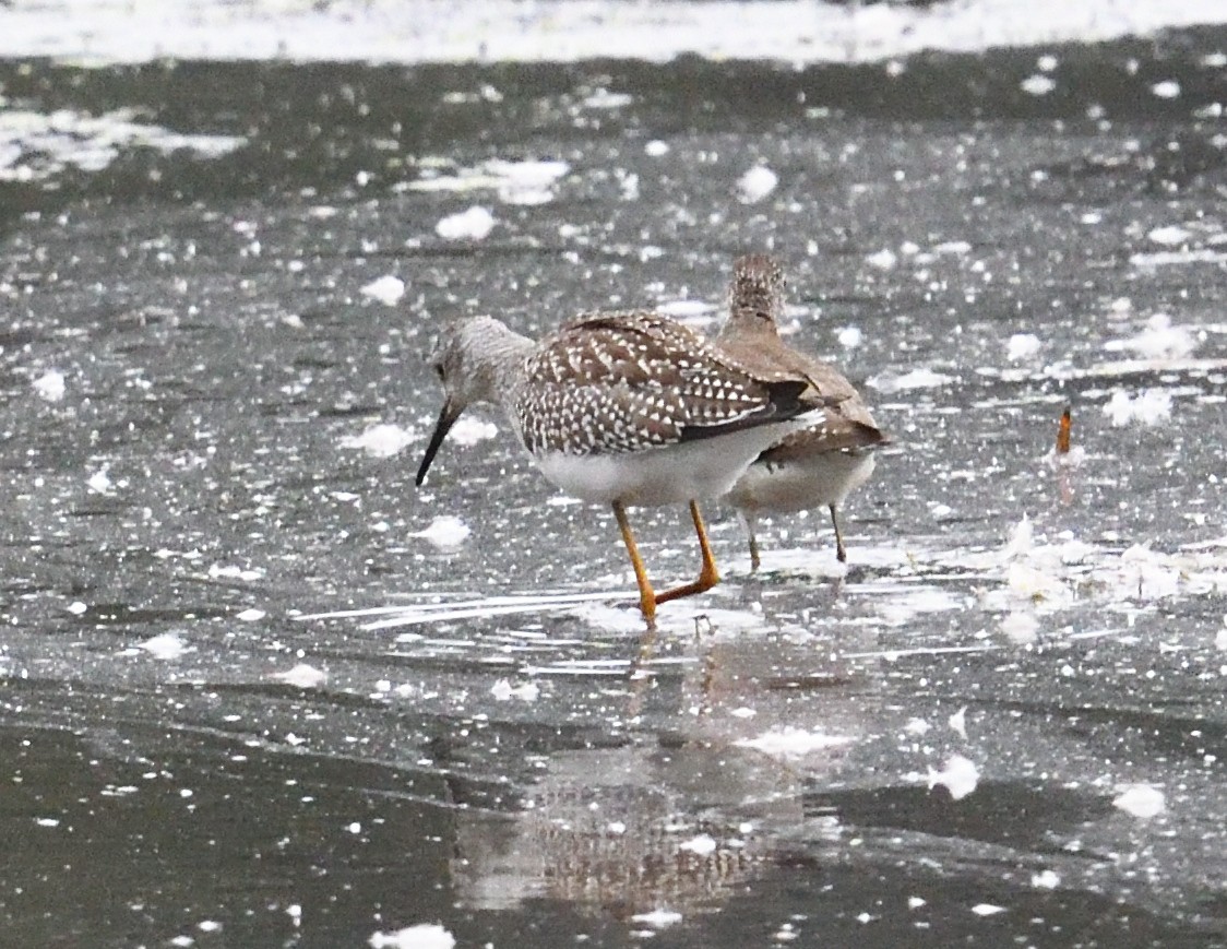 Lesser Yellowlegs - ML640997592