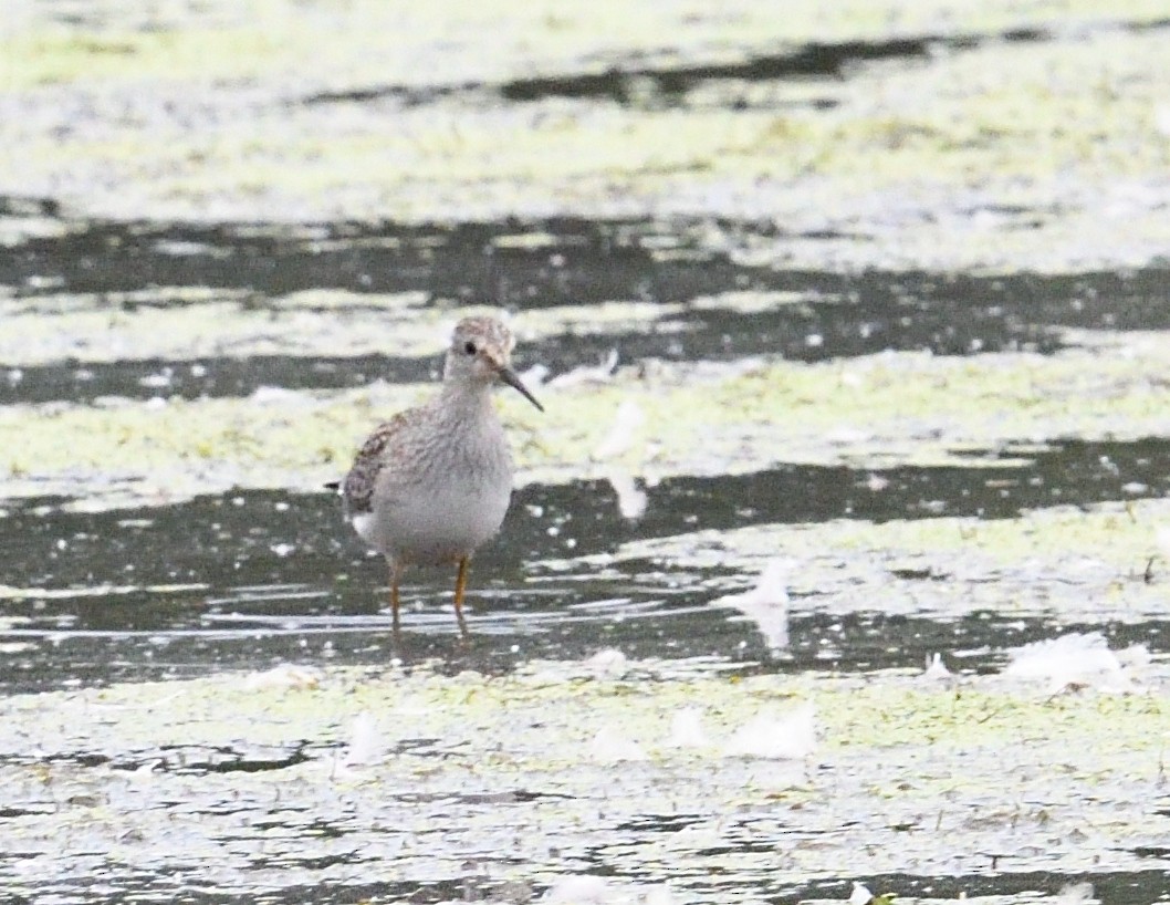 Lesser Yellowlegs - ML640997593