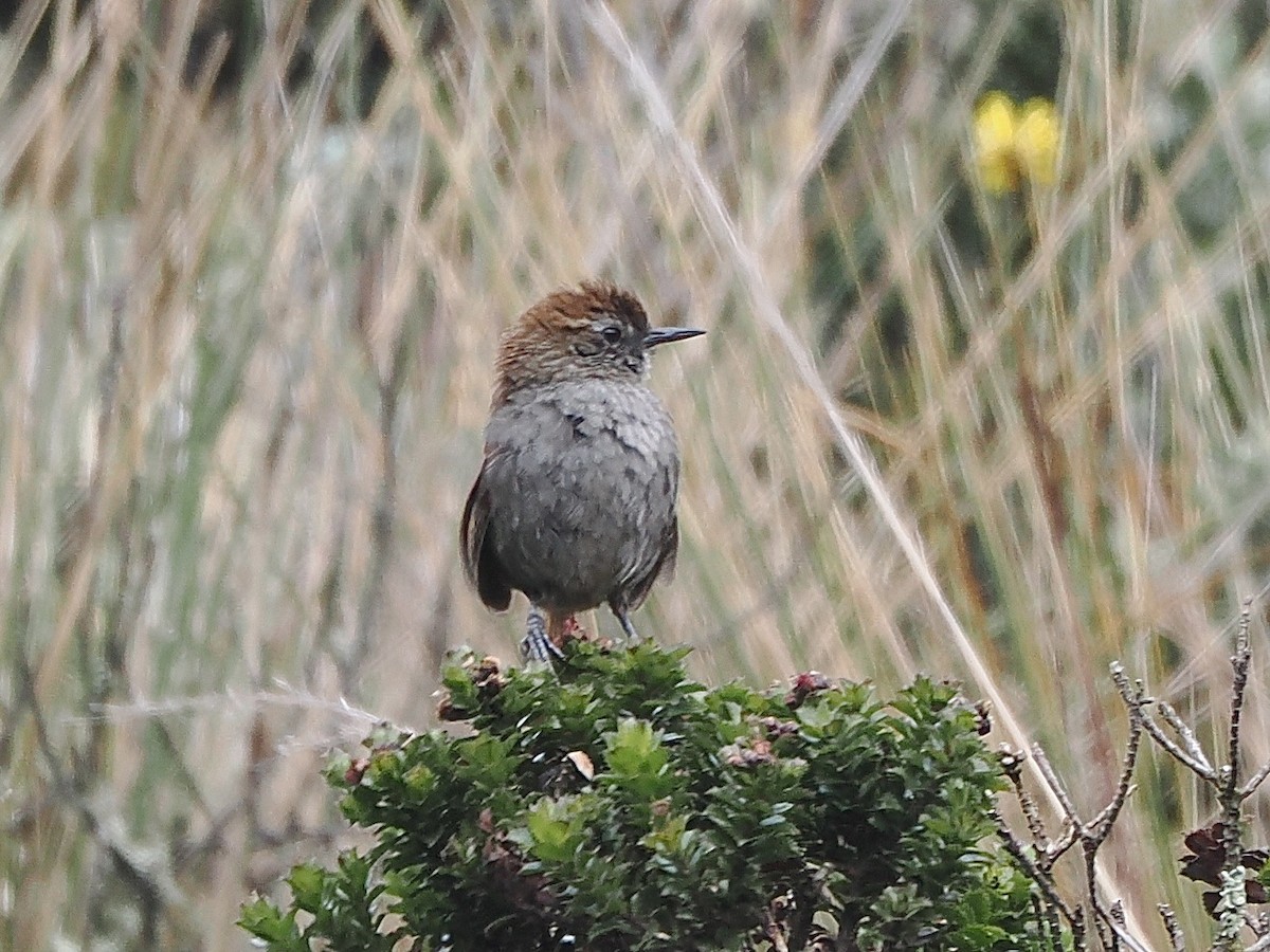 White-chinned Thistletail - ML640997594