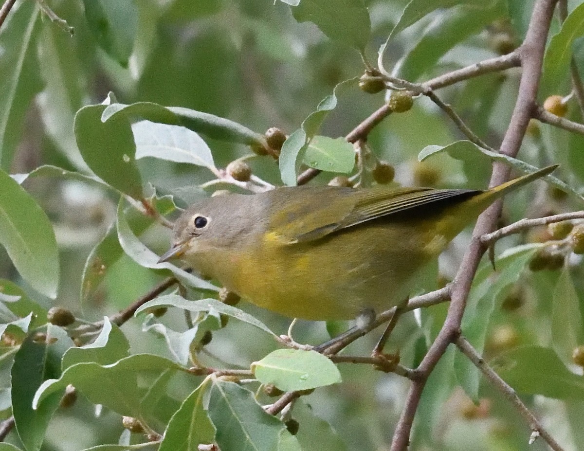 Nashville Warbler - ML640997600