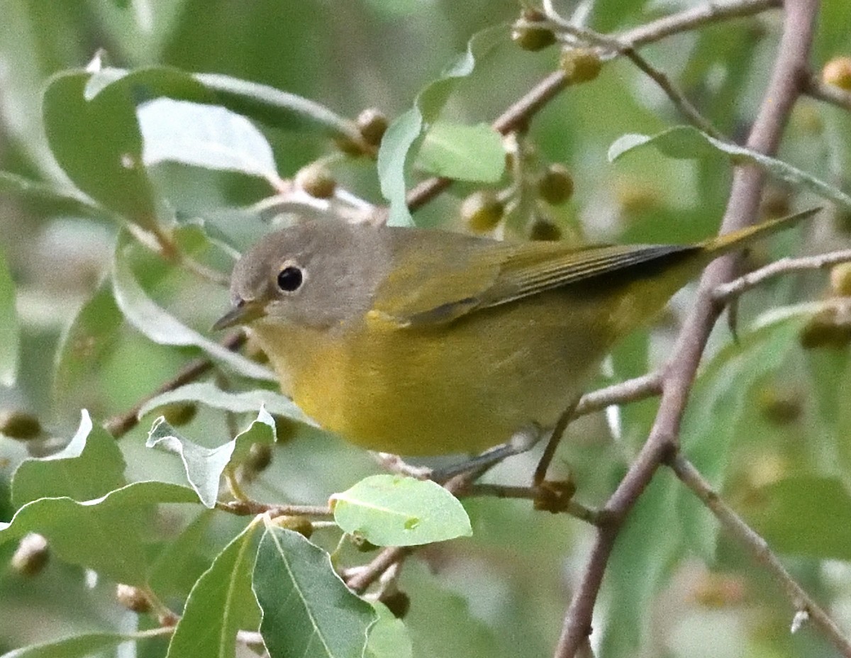Nashville Warbler - ML640997601