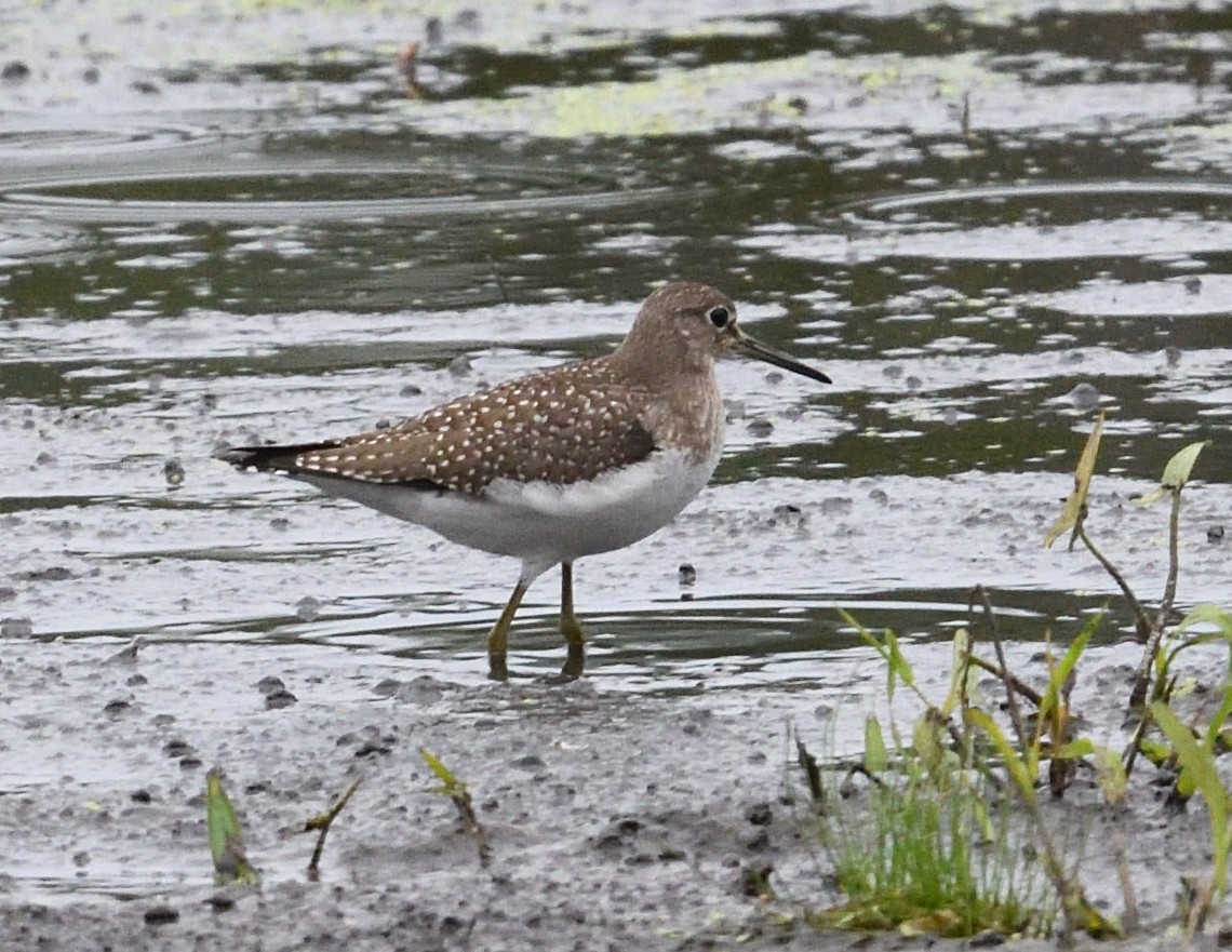 Solitary Sandpiper - ML640997604