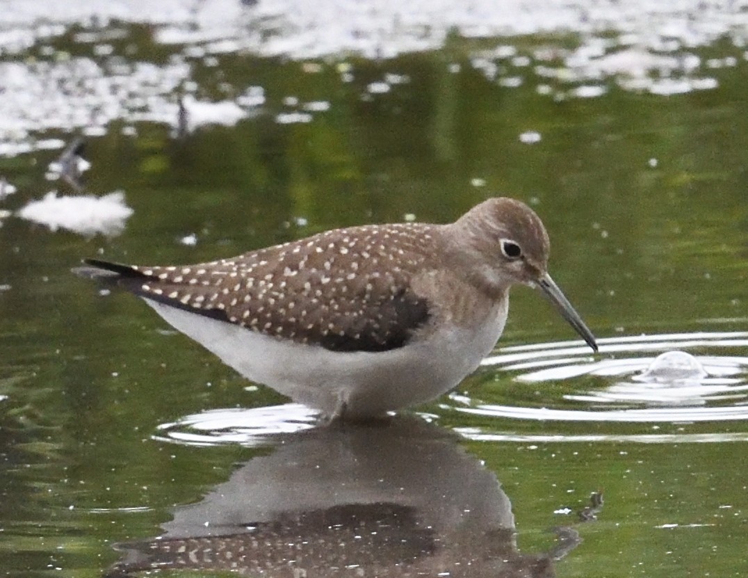 Solitary Sandpiper - ML640997605
