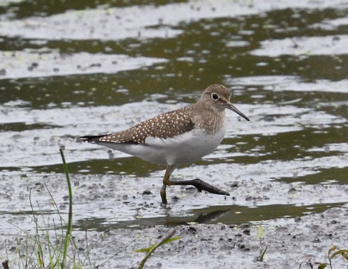 Solitary Sandpiper - ML640997606