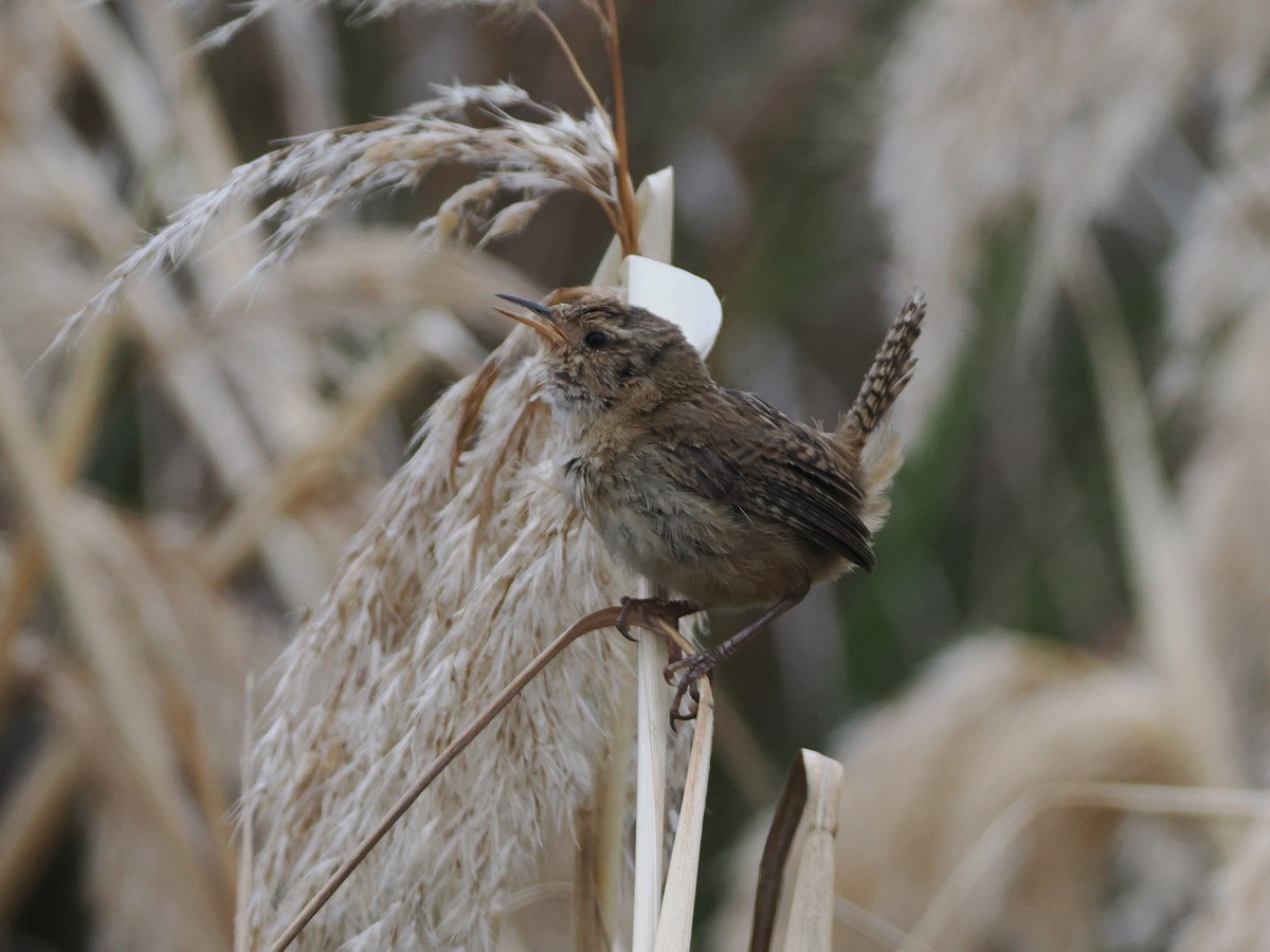 Grass Wren - ML640997607