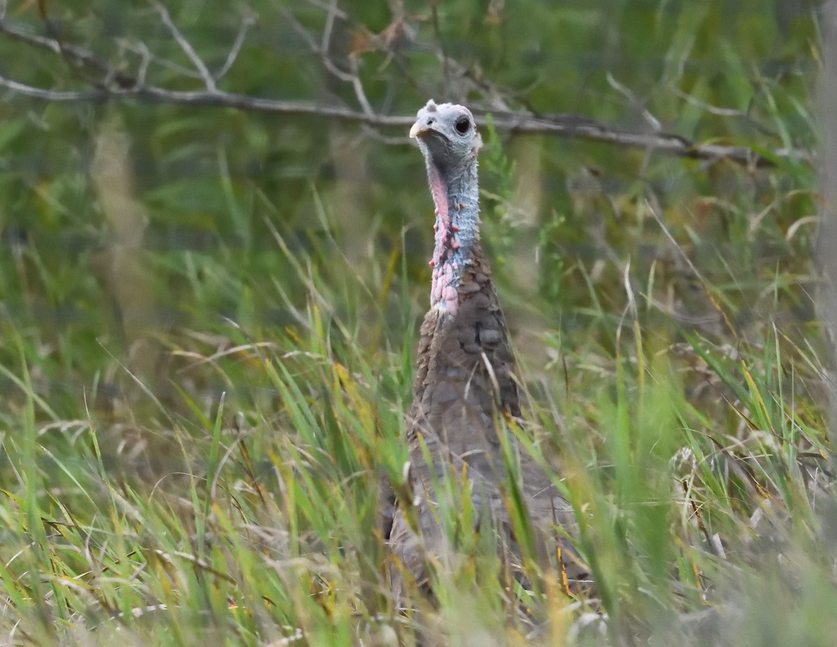 Wild Turkey - ML640997609