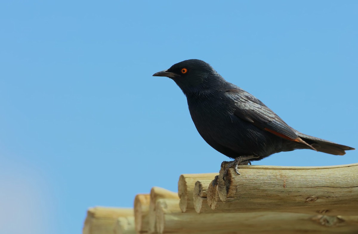 Pale-winged Starling - ML640997611